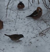 Hedge Accentor (Prunella modularis)