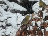 Gulspurv (Emberiza citrinella)