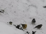 Gulspurv (Emberiza citrinella)