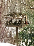 Grønnfink (Carduelis chloris)