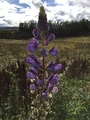 Hagelupin (Lupinus polyphyllus)