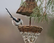 Stjertmeis (Aegithalos caudatus)