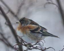 Bjørkefink (Fringilla montifringilla)