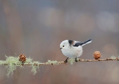 Stjertmeis (Aegithalos caudatus)