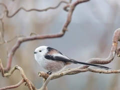 Stjertmeis (Aegithalos caudatus)