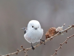 Stjertmeis (Aegithalos caudatus)