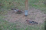 Nøtteskrike (Garrulus glandarius)