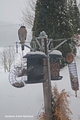 Spurvehauk (Accipiter nisus)