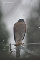 Spurvehauk (Accipiter nisus)