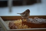 Gråsisik (Carduelis flammea)