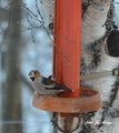 Kjernebiter (Coccothraustes coccothraustes)