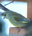 Grønnfink (Carduelis chloris)