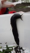 Ash-black Slug (Limax cinereoniger)