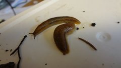 Dusky Arion (Arion fuscus)
