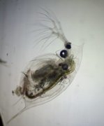 Dafnier (Daphnia)