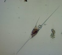 Fureflagellater (Dinophyceae)