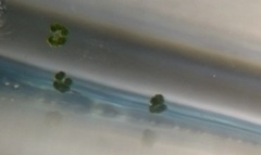Grønnalger (Chlorophyceae)
