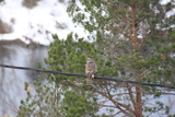 Spurvehauk (Accipiter nisus)