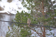 Eurasian Sparrowhawk (Accipiter nisus)