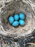 Song Thrush (Turdus philomelos)