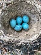 Måltrost (Turdus philomelos)