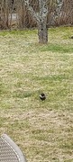 Ring Ouzel (Turdus torquatus)