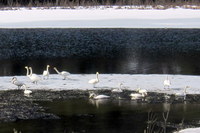 Whooper Swan (Cygnus cygnus)