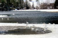 Whooper Swan (Cygnus cygnus)