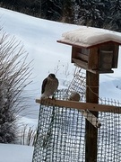 Eurasian Sparrowhawk (Accipiter nisus)
