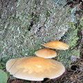 Soppriket (Fungi)