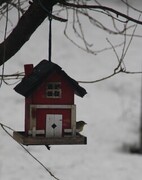 Grønnsisik (Carduelis spinus)