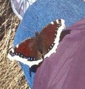 Camberwell Beauty (Nymphalis antiopa)