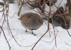 Grey Partridge (Perdix perdix)