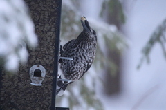 Nutcracker (Nucifraga caryocatactes)