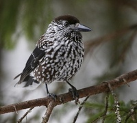 Nutcracker (Nucifraga caryocatactes)