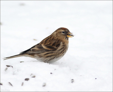 Brunsisik (Carduelis cabaret)