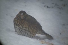 Song Thrush (Turdus philomelos)