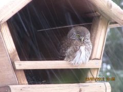 Spurveugle (Glaucidium passerinum)