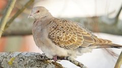Oriental Turtle Dove (Streptopelia orientalis)