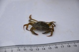 Strandkrabbe (Carcinus maenas)