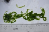 Tarmgrønske (Ulva intestinalis)