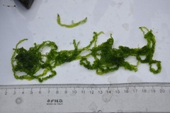 Sea grass (Ulva intestinalis)