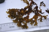 Blæretang (Fucus vesiculosus)