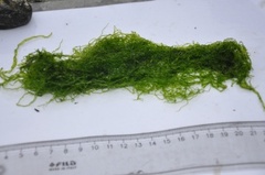 Sea grass (Ulva intestinalis)