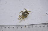 Strandkrabbe (Carcinus maenas)