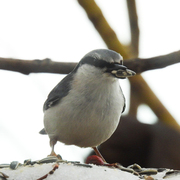 Nuthatch (Sitta europaea)