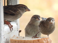 House Sparrow (Passer domesticus)