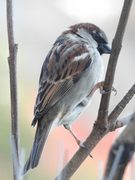 House Sparrow (Passer domesticus)