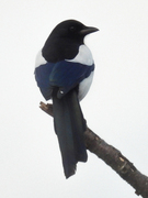 Eurasian Magpie (Pica pica)