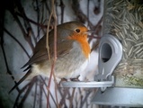 Rødstrupe (Erithacus rubecula)